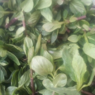 现摘花椒芽自家种植大量有货提前预定