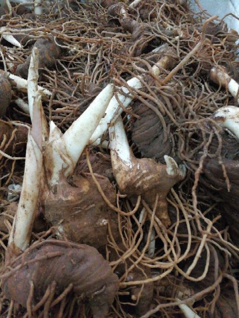 头年种第二年就结果。纯正滇重楼，七叶一支花统货
