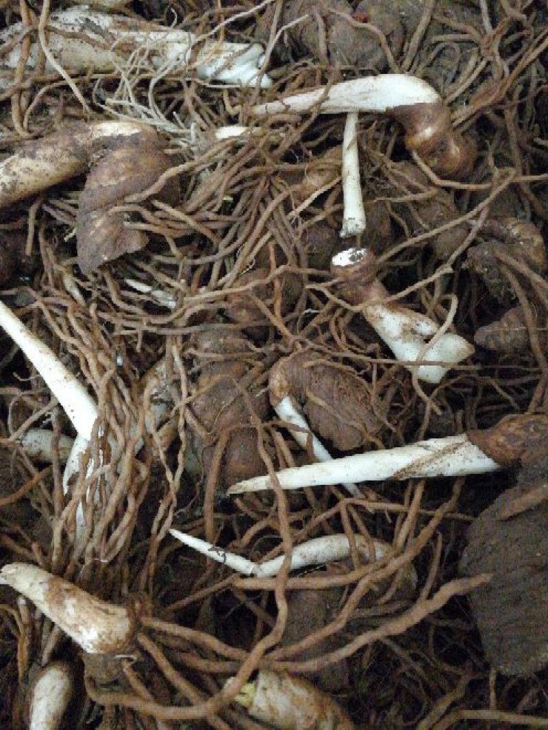 头年种第二年就结果。纯正滇重楼，七叶一支花统货