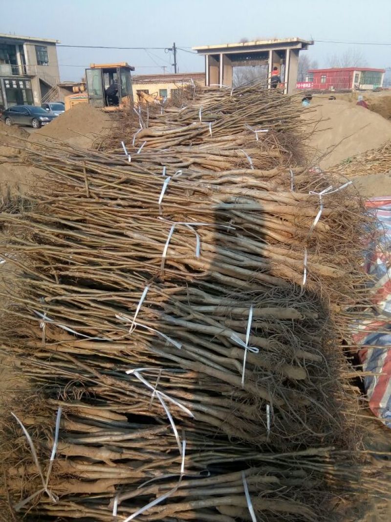 核桃苗二年苗50~100cm