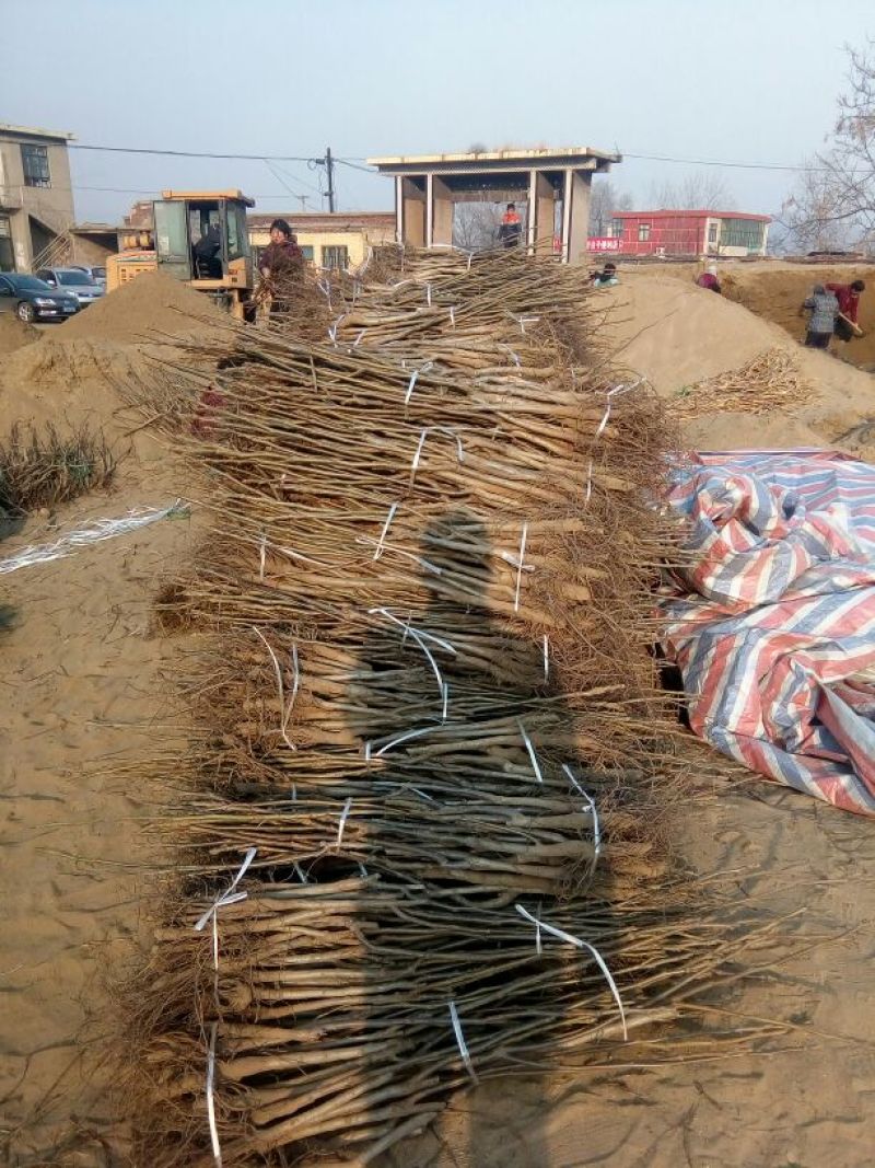 核桃苗二年苗50~100cm