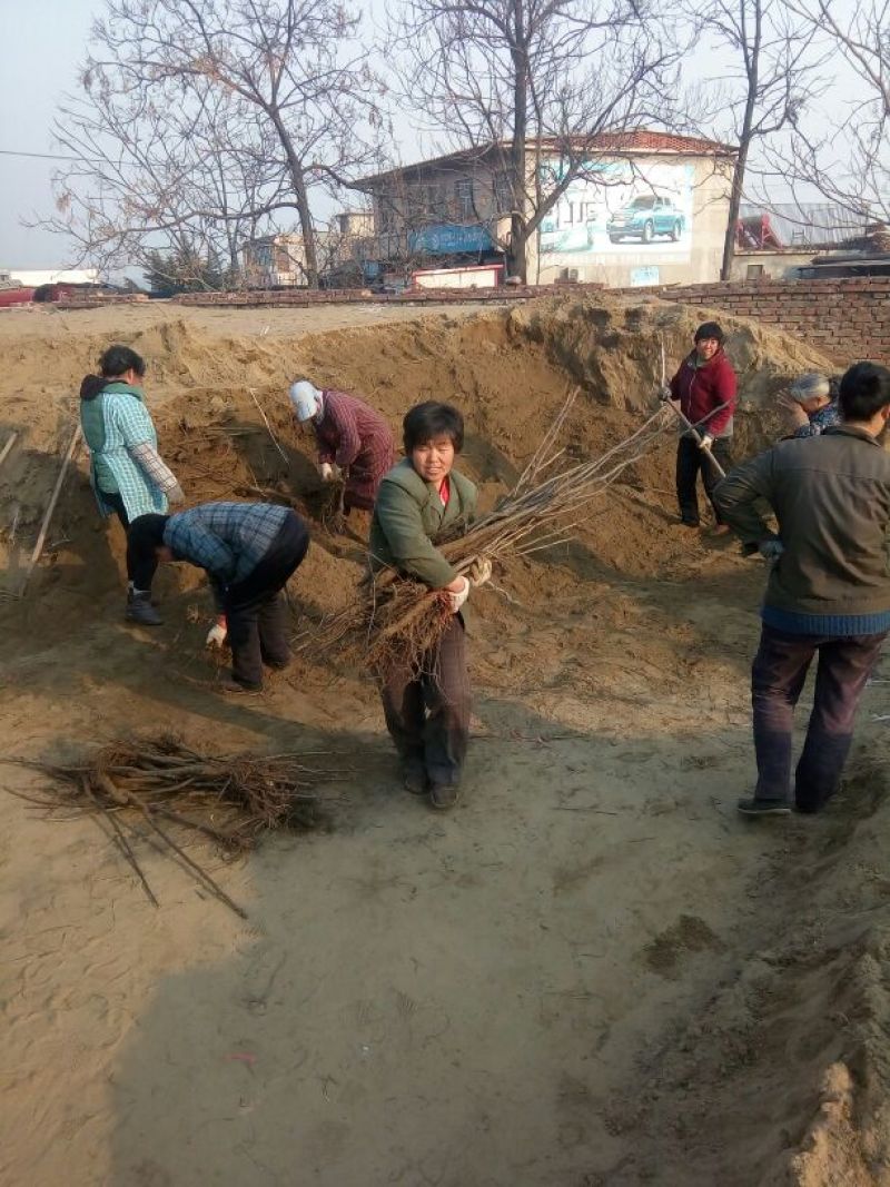 核桃苗二年苗50~100cm