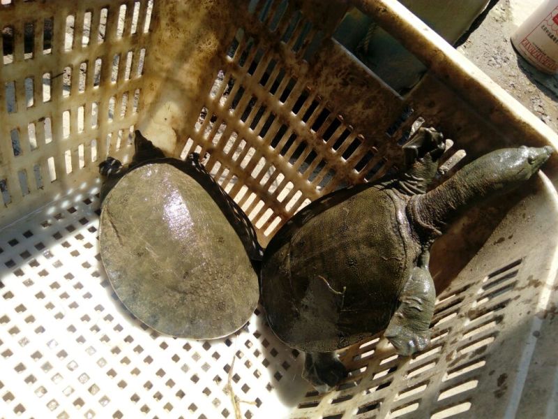 生态甲鱼2.5~3斤