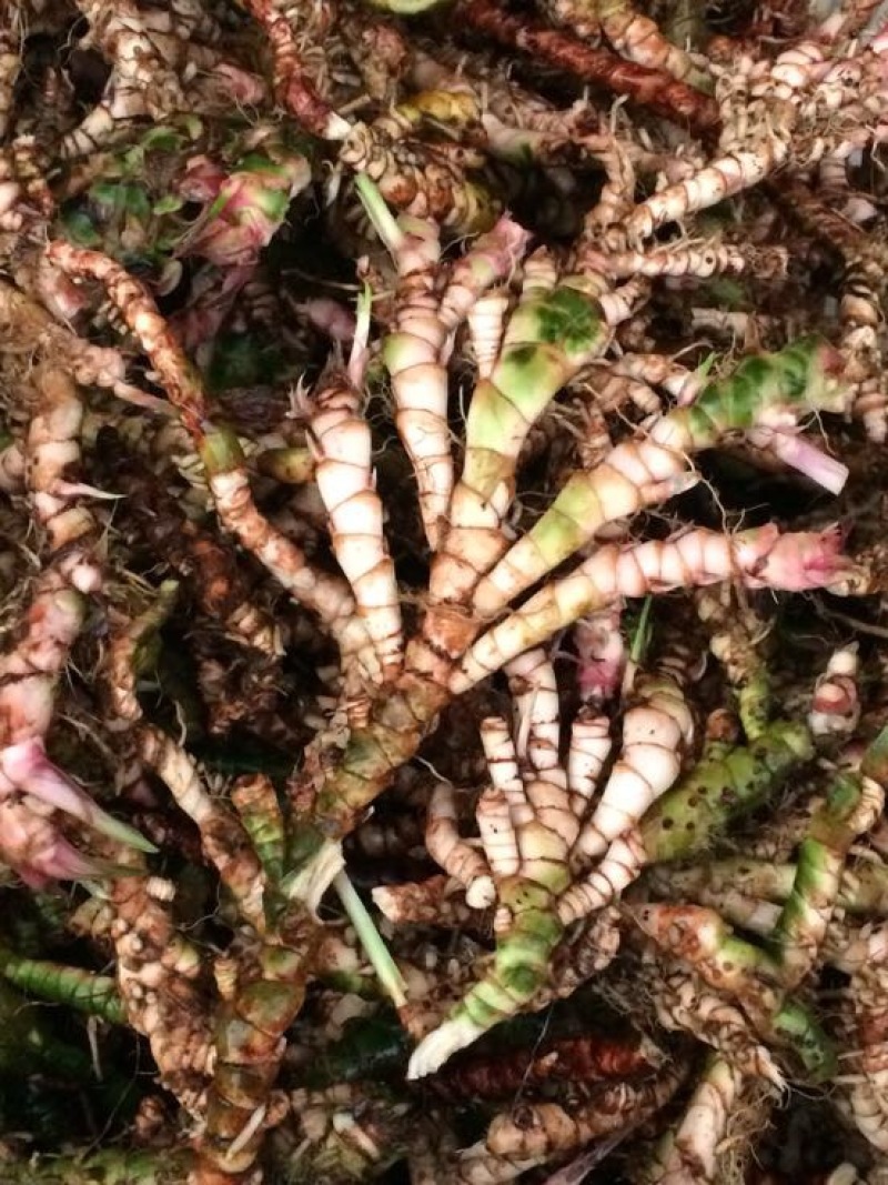 石菖蒲