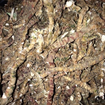 石菖蒲
