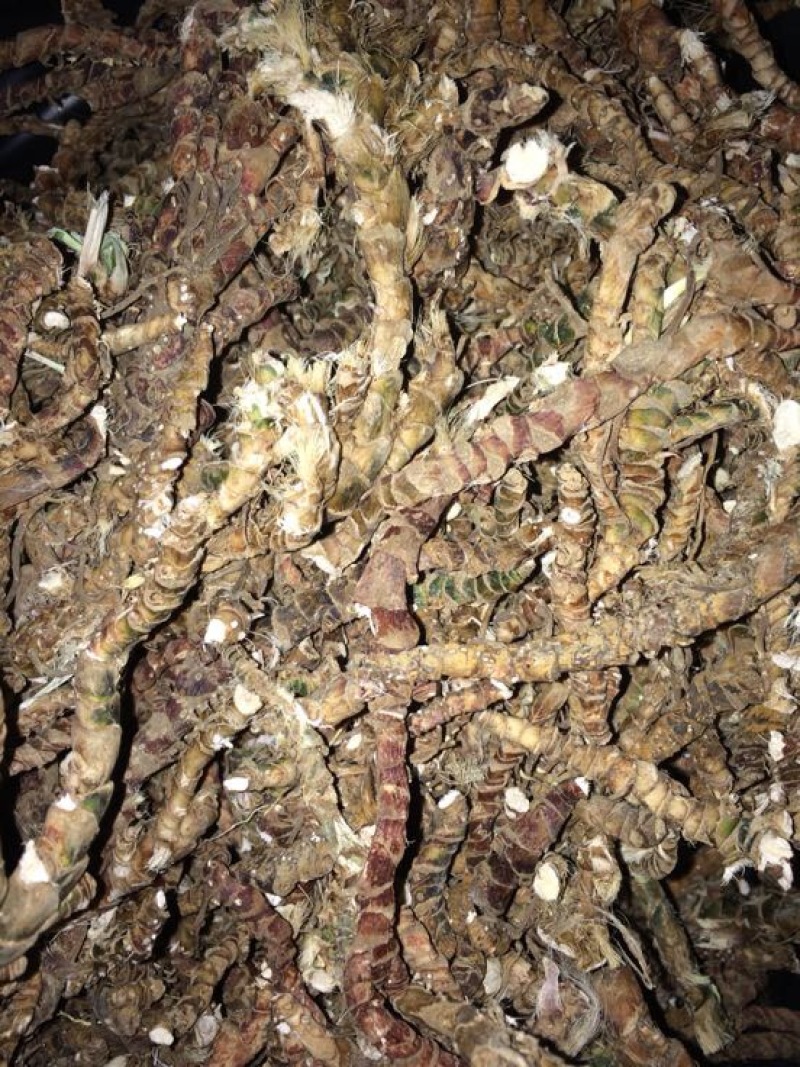 石菖蒲