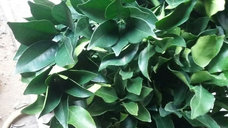 【橙子苗】福建西瓜橙苗/赣南红肉脐橙/卡拉血橙苗