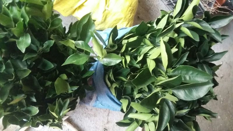 【橙子苗】福建西瓜橙苗/赣南红肉脐橙/卡拉血橙苗