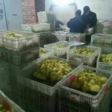 皖西白鹅鹅苗250g以上