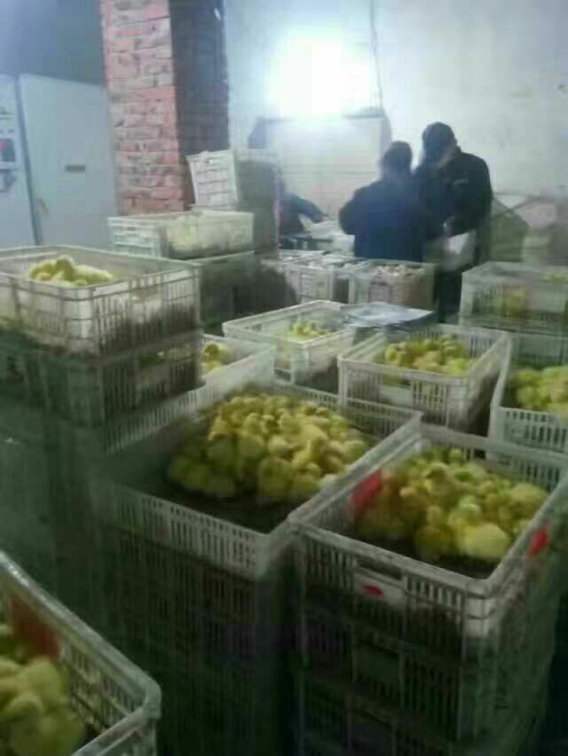 皖西白鹅鹅苗250g以上