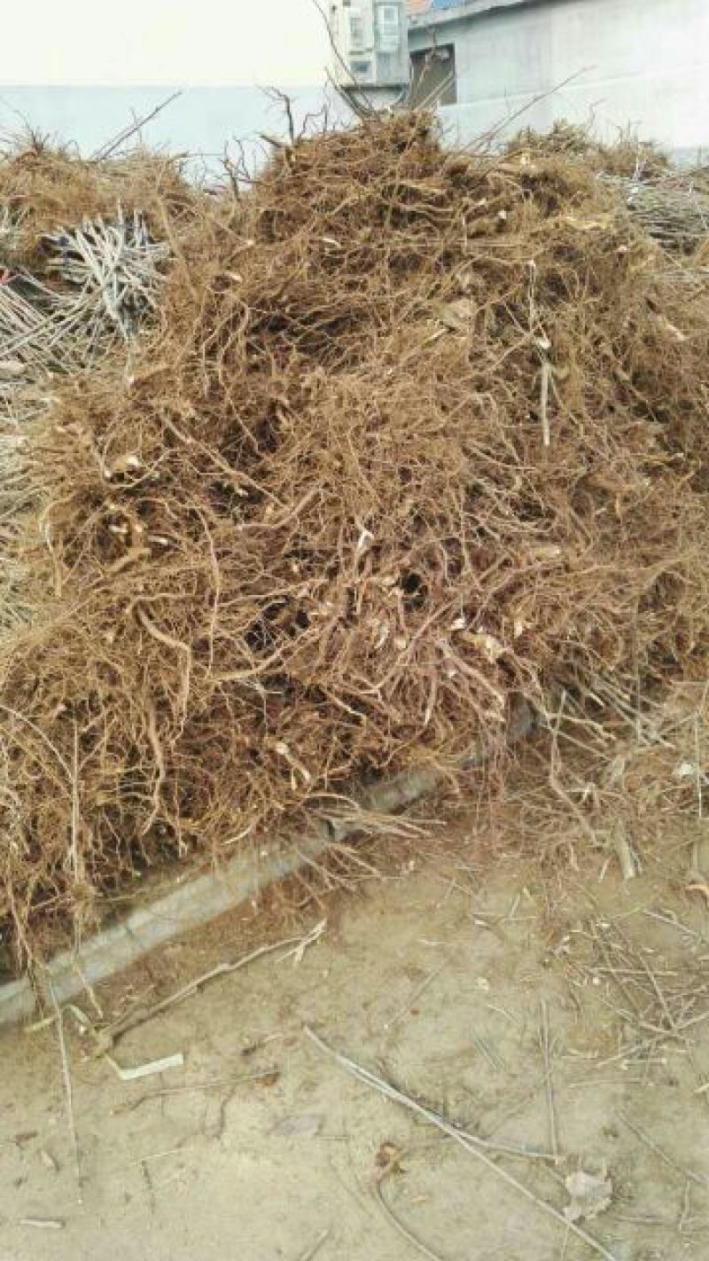 红油香椿树81~110cm