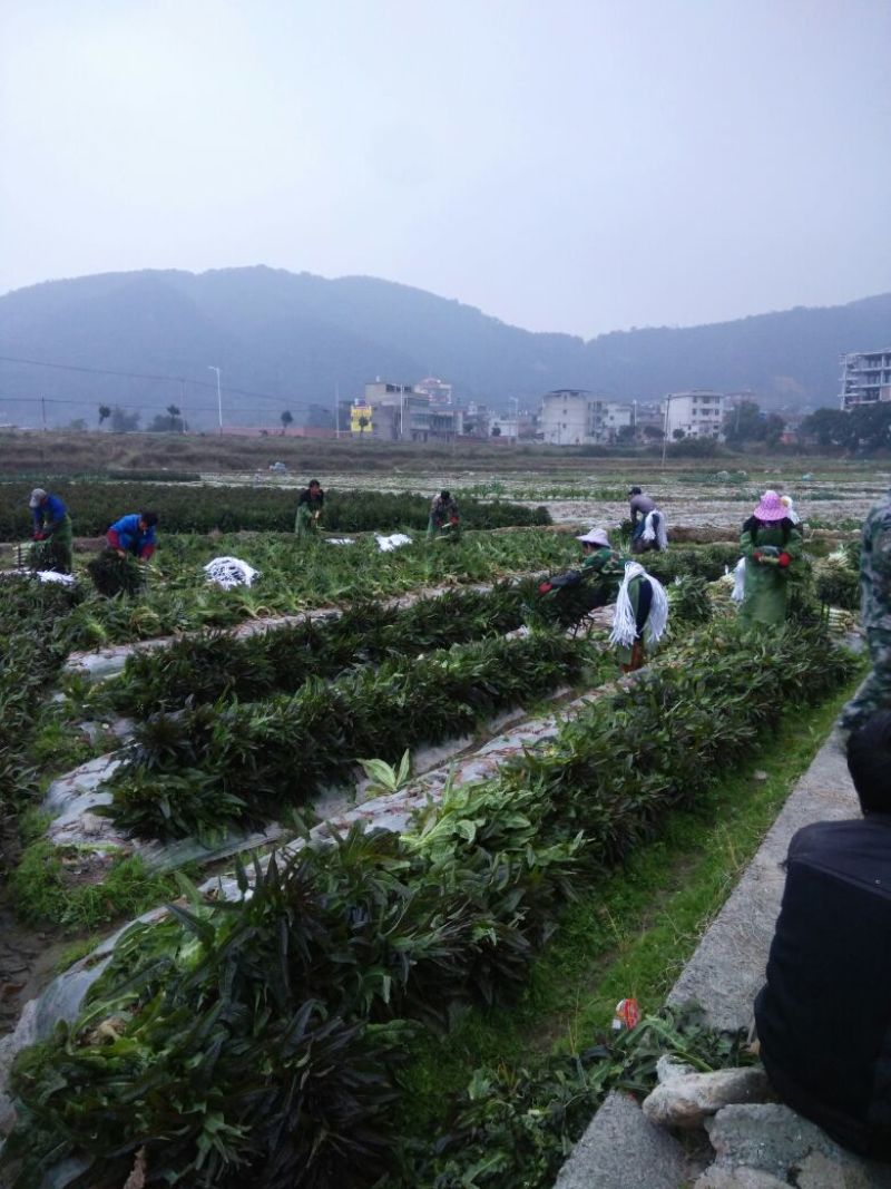 紫叶莴苣2斤以上一手货源产地供应对接大型批发商