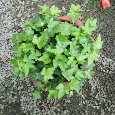 常春藤盆花规格齐全发货及时质量保证价格合理