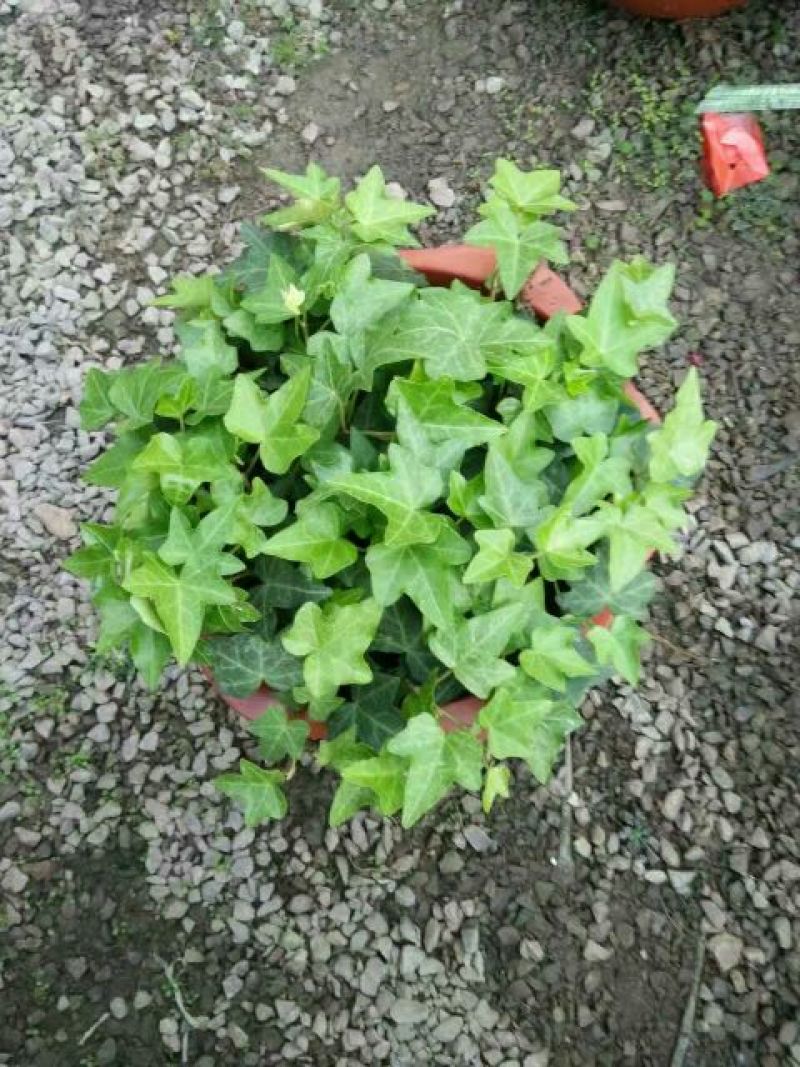 常春藤盆花规格齐全发货及时质量保证价格合理
