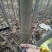 黄山栾树4~6cm4cm以下2.5~3米