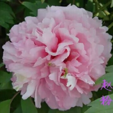 银鳞碧珠观赏牡丹