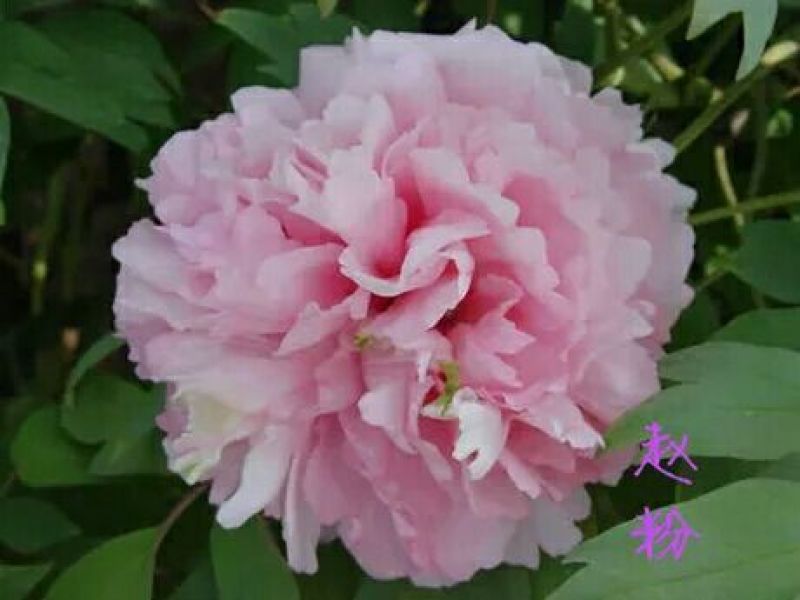 银鳞碧珠观赏牡丹