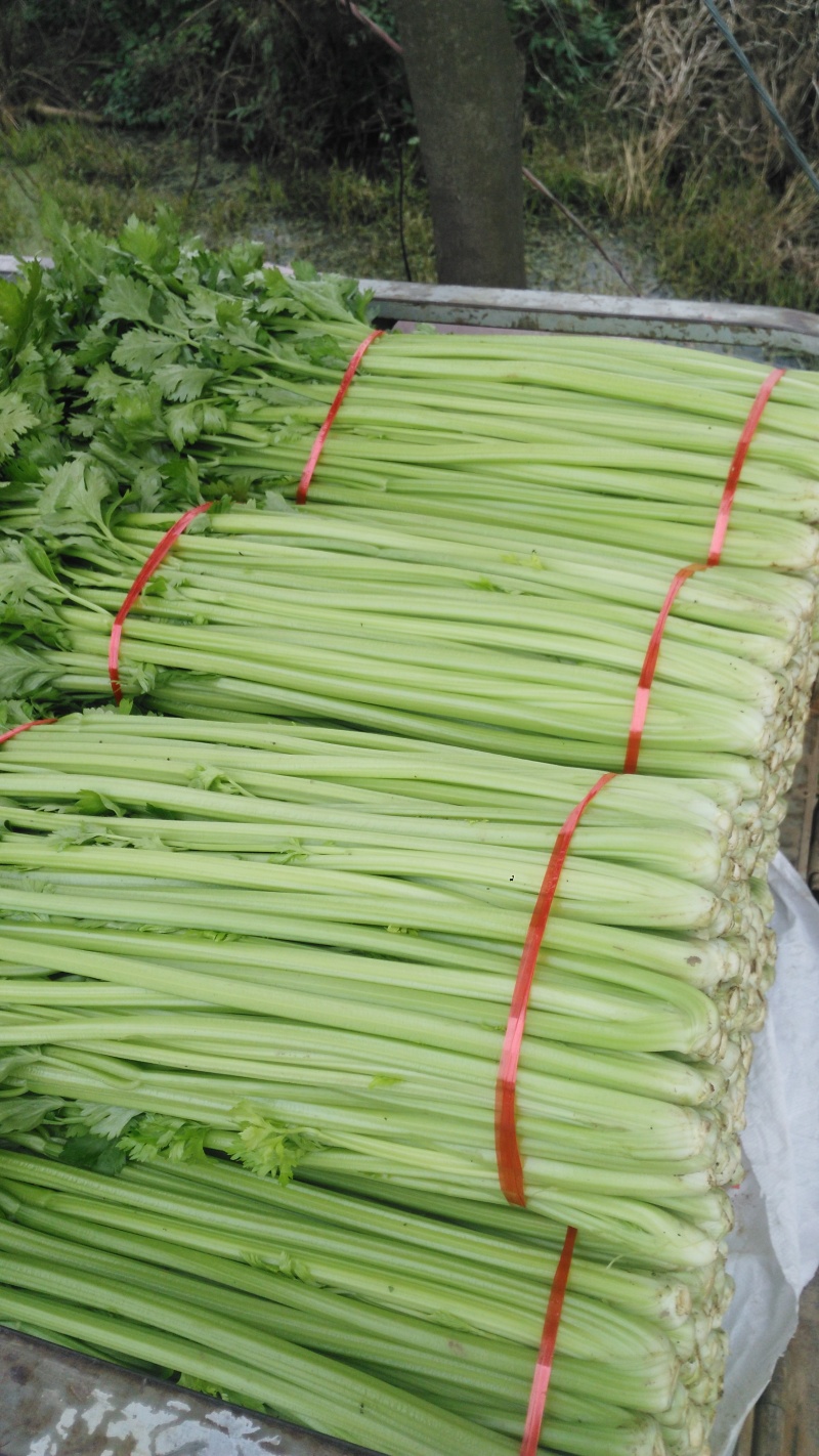 美国文图拉芹菜40cm以上
