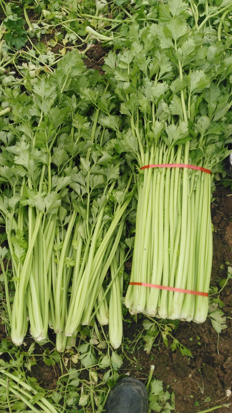 美国文图拉芹菜40cm以上