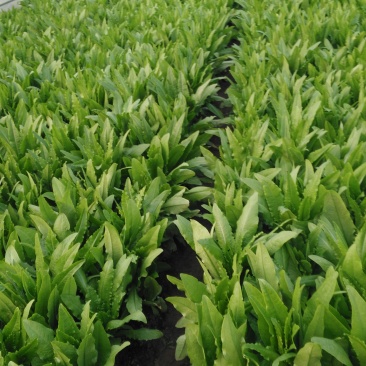 油麦菜30~35厘米以上