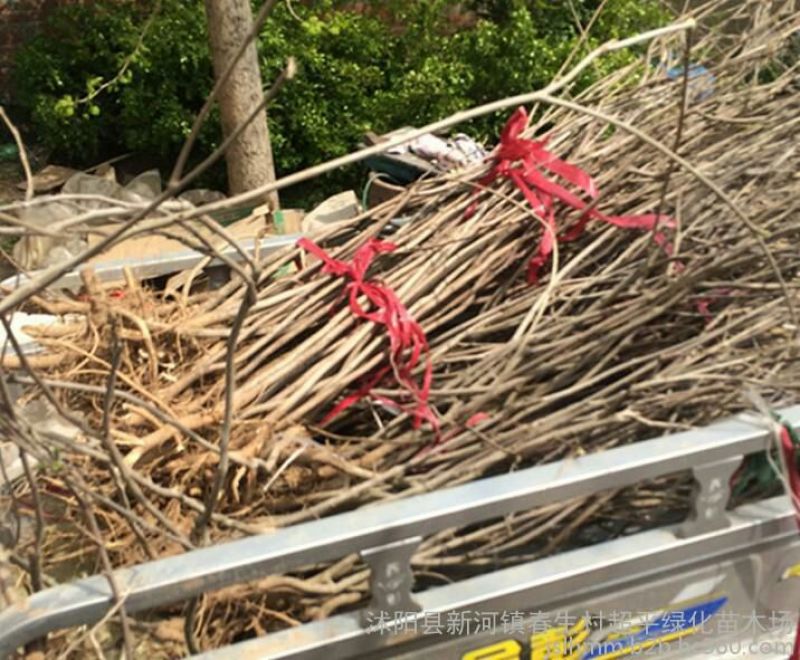 紫藤1cm以下1米以下农户直销价格优惠量大优惠