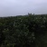 西瓜番石榴80~90mm红心