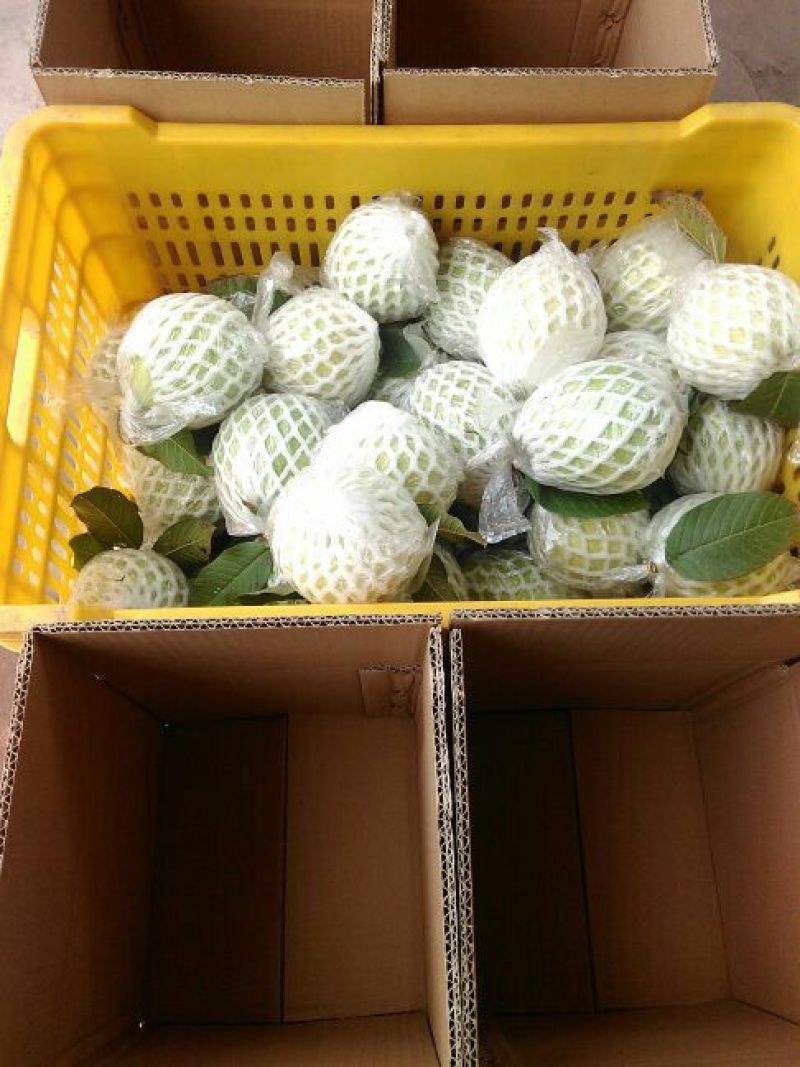 西瓜番石榴80~90mm红心