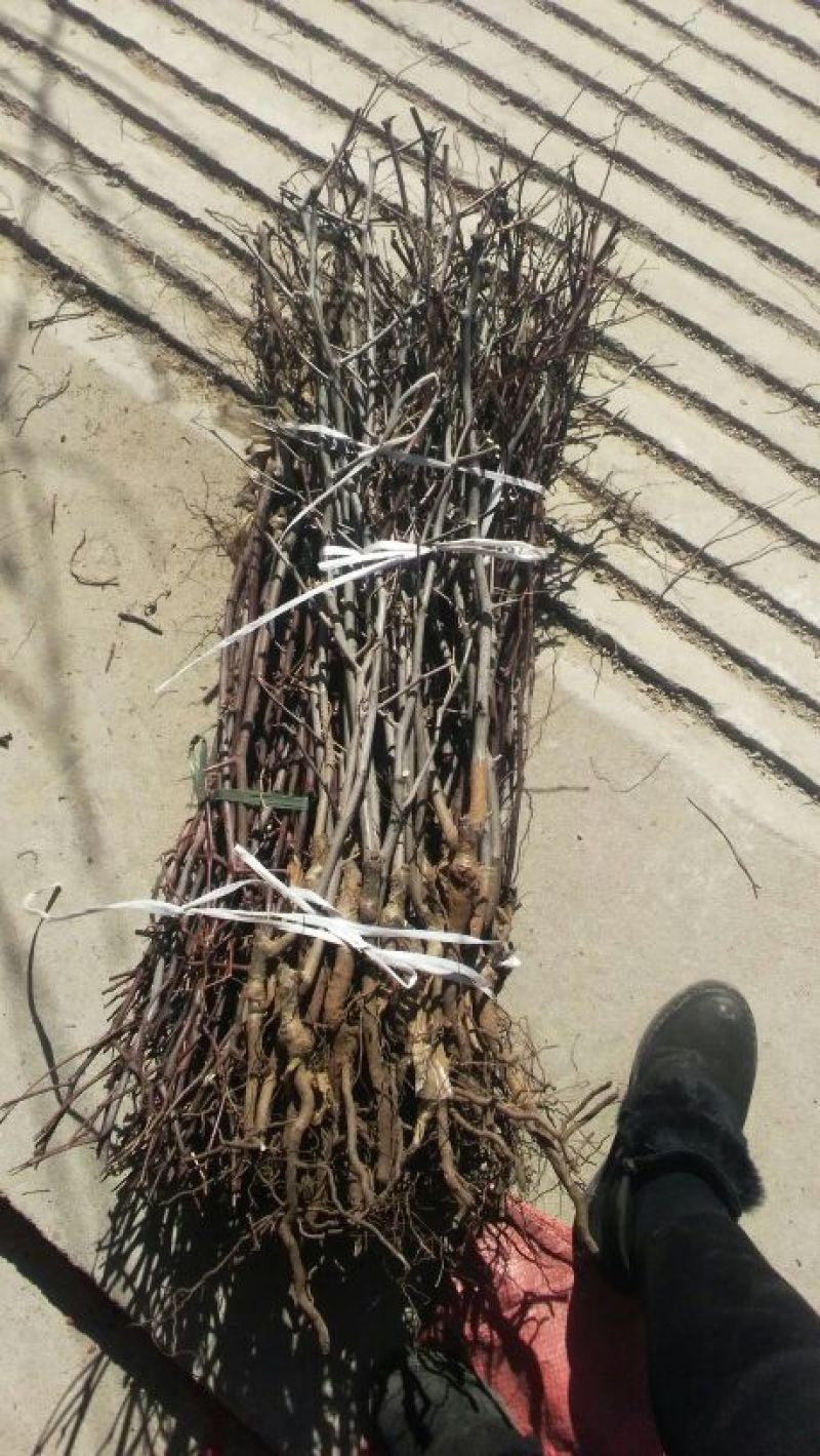 枣树苗80~110cm