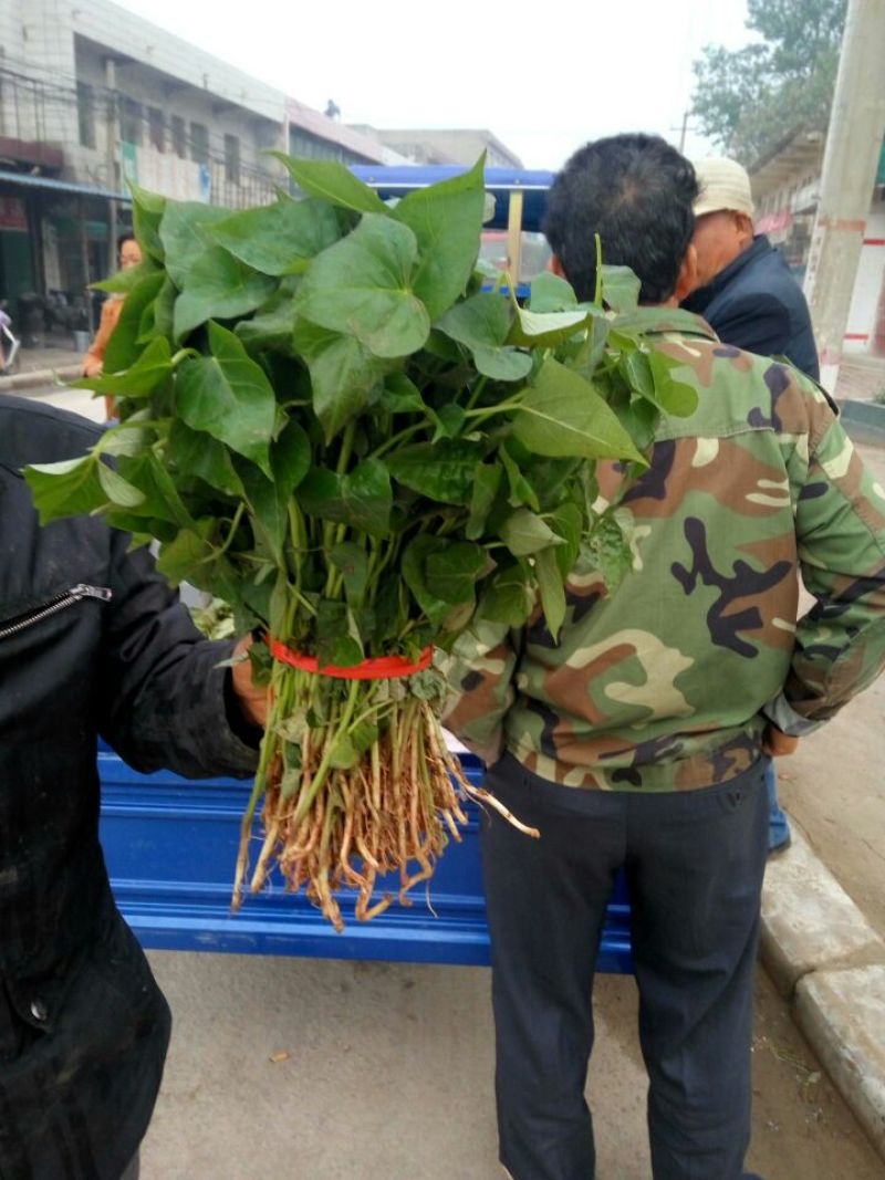 脱毒商薯19红薯苗，可免费提供技术指导，单垄单行培育