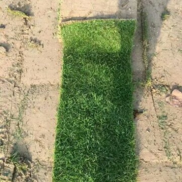 草皮