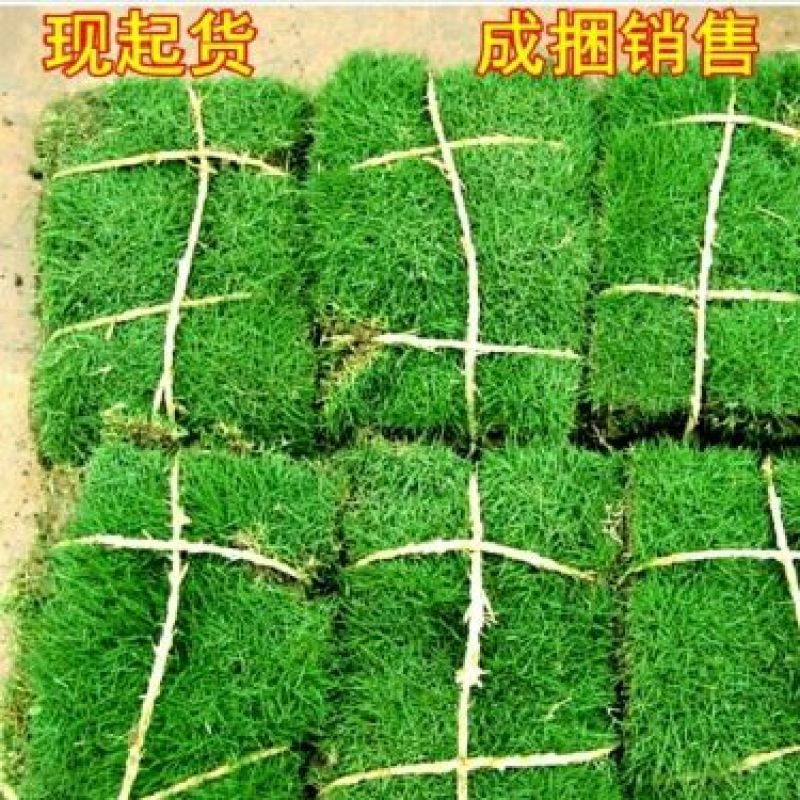 草皮草坪四季青果岭草剪股颖马尼拉草坪基地直销