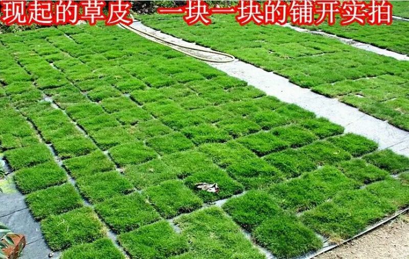 草皮草坪四季青果岭草剪股颖马尼拉草坪基地直销
