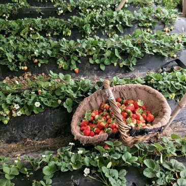 草莓苗10~20cm
