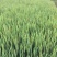 野生甲鱼1~1.5斤