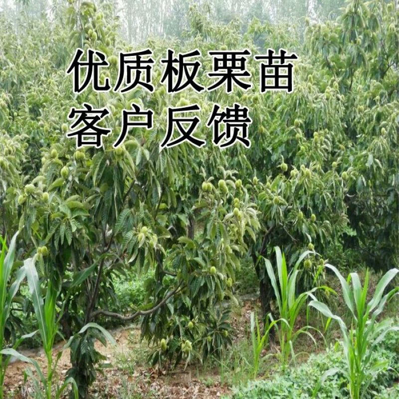 大红袍板栗苗30cm以下