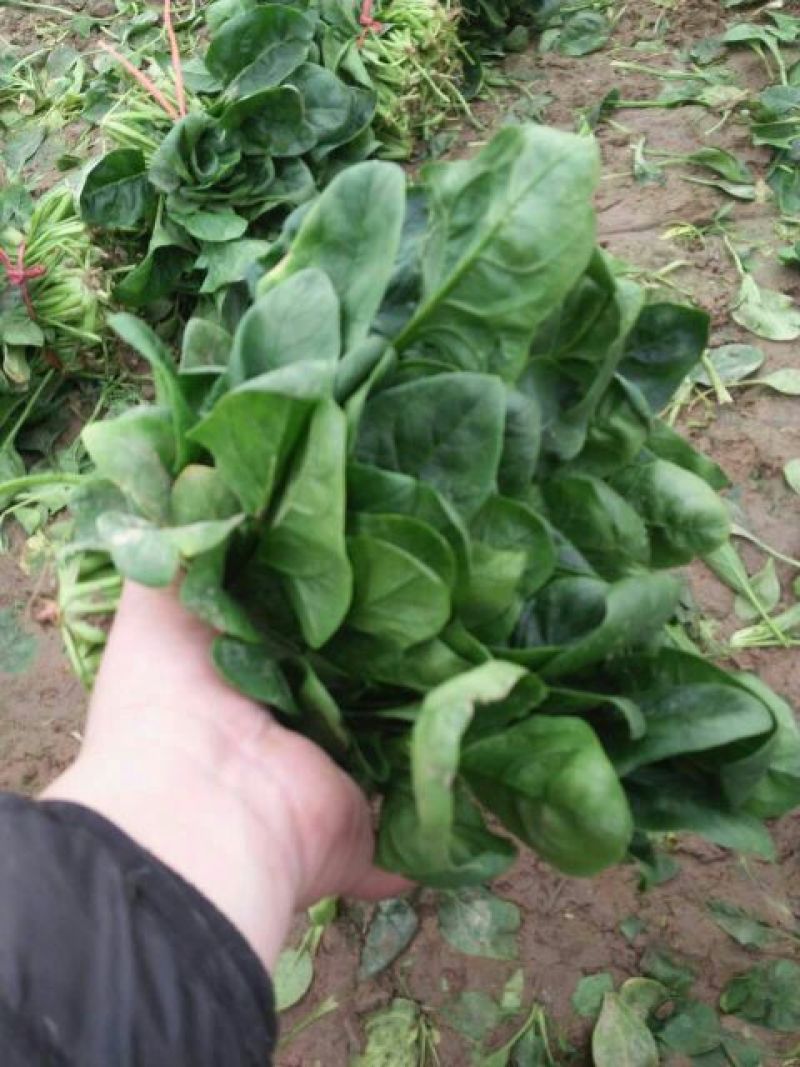大叶菠菜20~25厘米