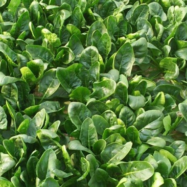 大叶菠菜20~25厘米