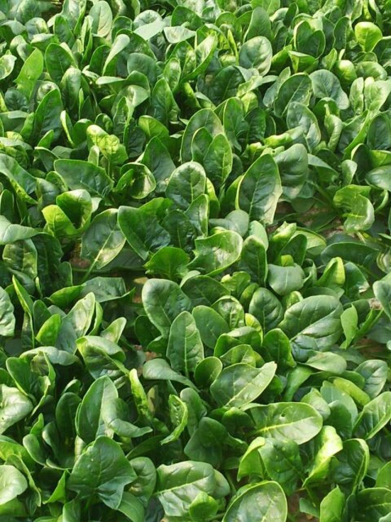 大叶菠菜20~25厘米