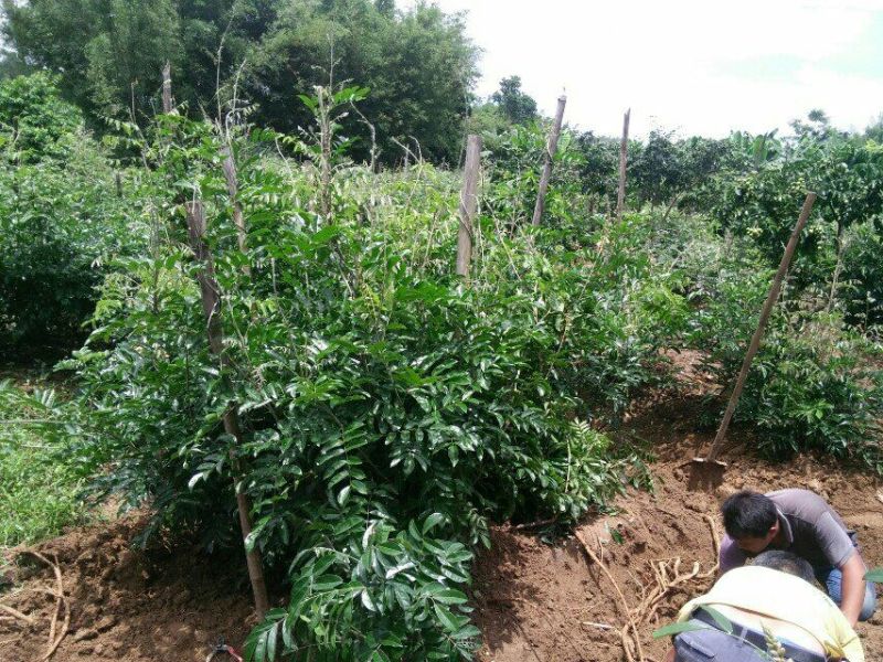 牛大力种苗，可以泡酒，药材