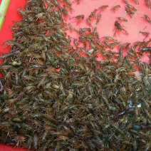 湖虾虾苗2~4钱活虾