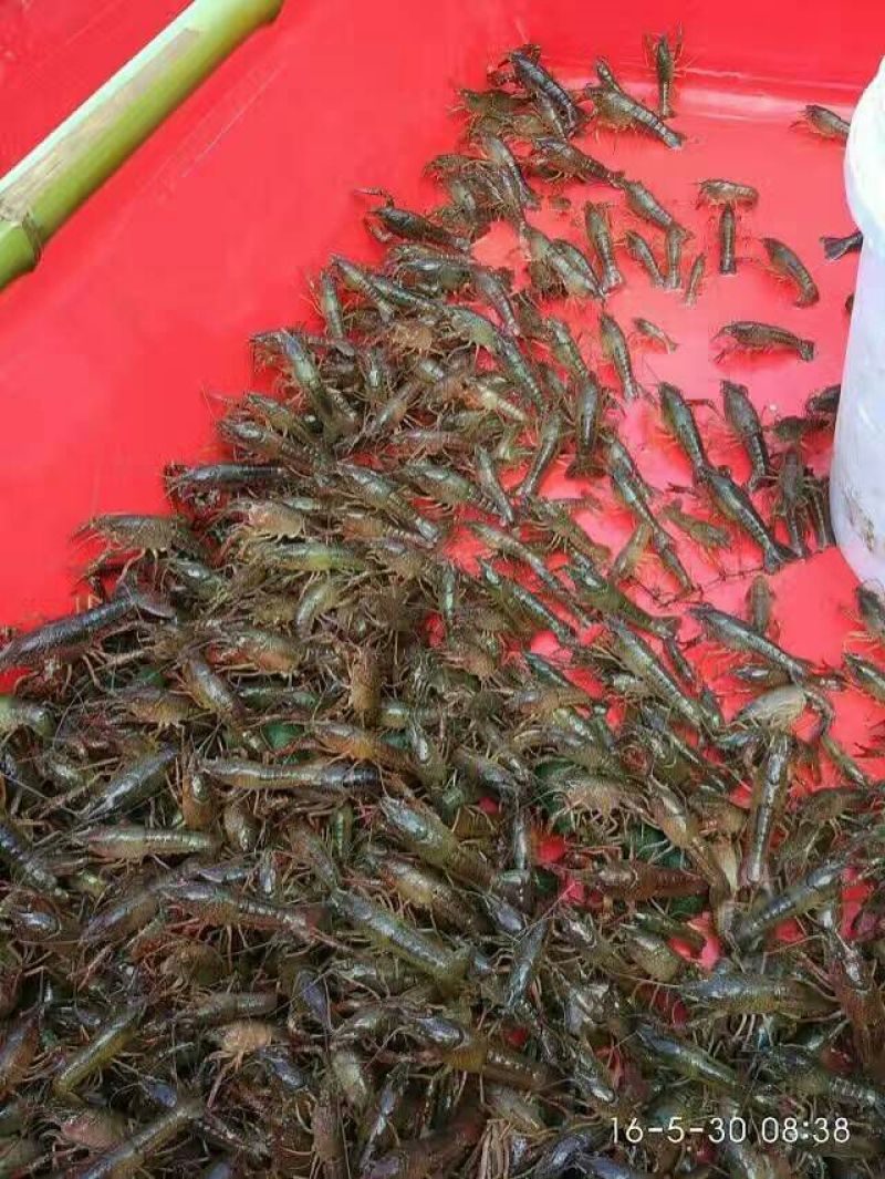 湖虾虾苗2~4钱活虾