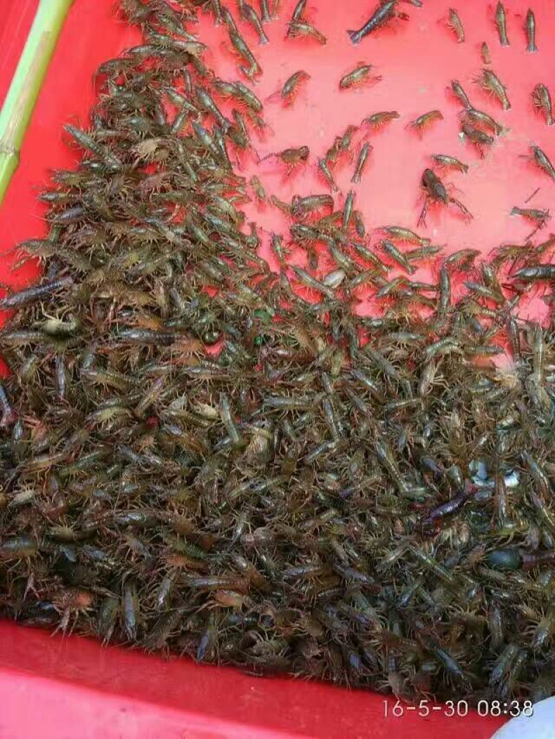 湖虾虾苗2~4钱活虾