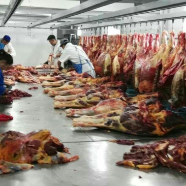 马肉冷冻