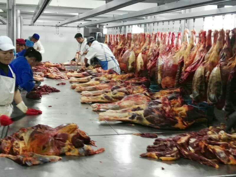 马肉冷冻