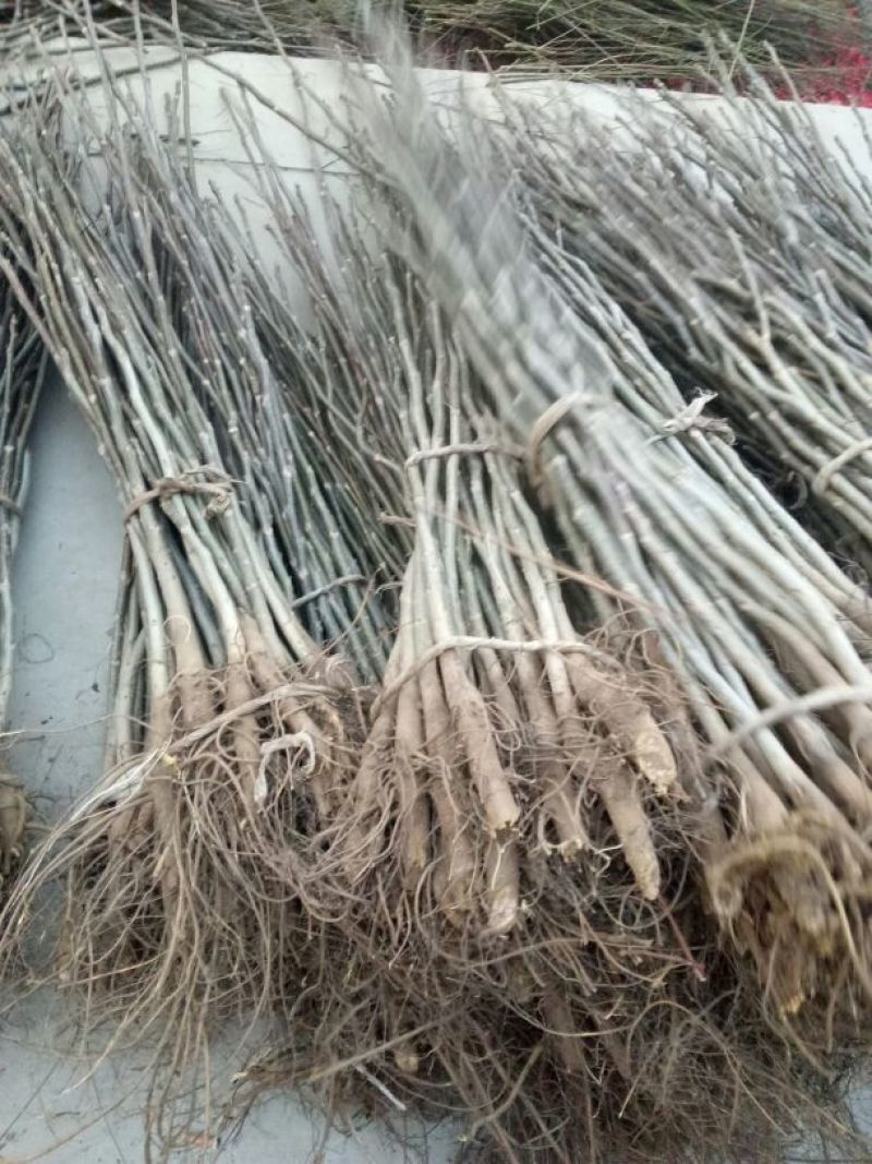 香玲核桃苗一年苗50~100cm