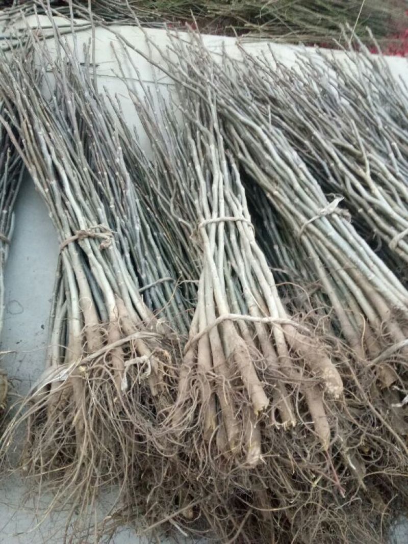 香玲核桃苗一年苗50~100cm