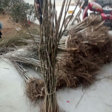 香玲核桃苗一年苗50~100cm