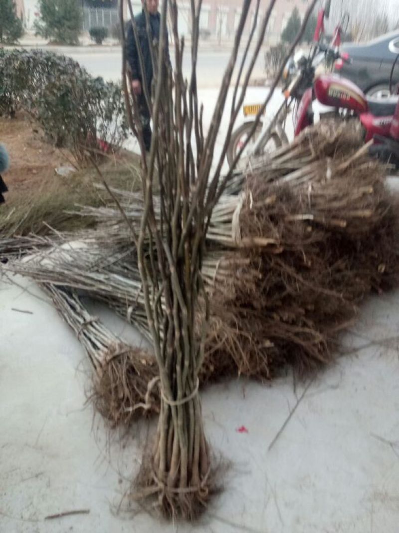 香玲核桃苗一年苗50~100cm
