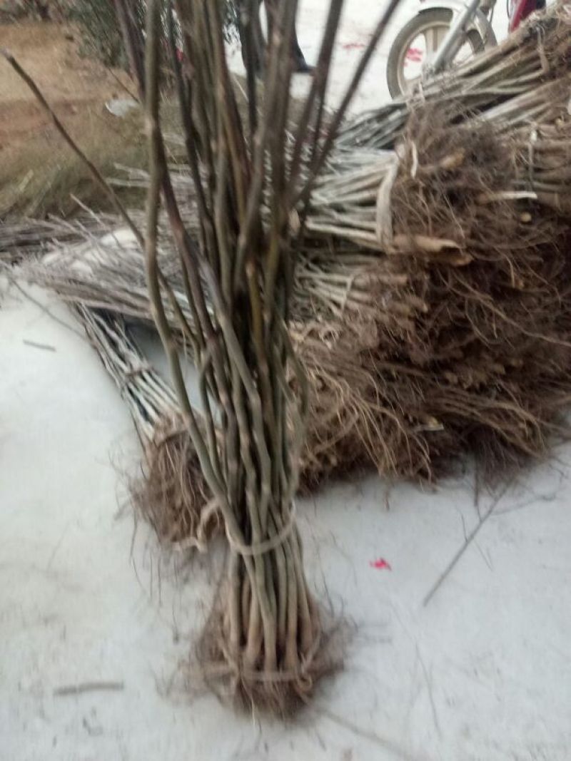 香玲核桃苗一年苗50~100cm
