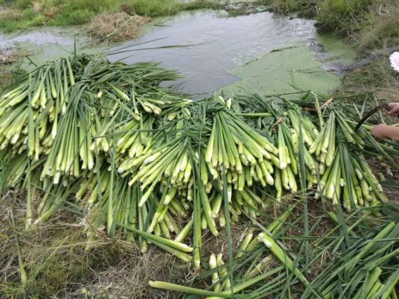 【推荐】茭白种苗美人茭白苗产地直供一手货源全国发货